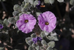 Tiquilia mexicana