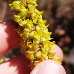 Deiregyne densiflora