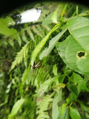 Micrathena sexspinosa