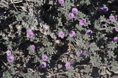 Tiquilia mexicana
