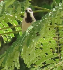 Passer domesticus