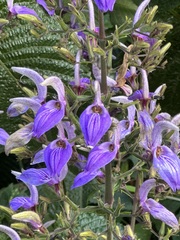 Brillantaisia owariensis