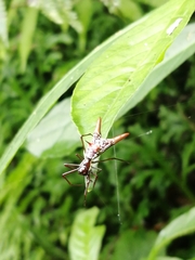 Micrathena sexspinosa