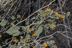 Abutilon malacum