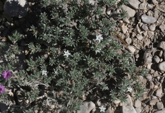 Euploca confertifolia