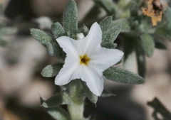 Euploca confertifolia