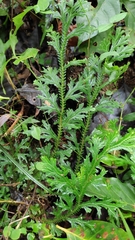 Selaginella pallescens