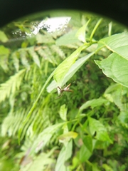 Micrathena sexspinosa