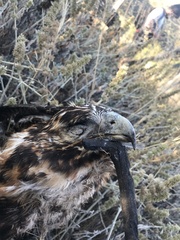 Geranoaetus melanoleucus australis