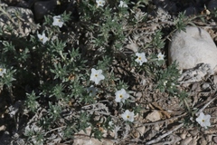 Euploca confertifolia