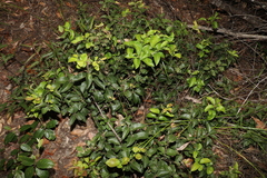 Notelaea ovata