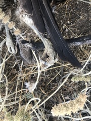 Geranoaetus melanoleucus australis