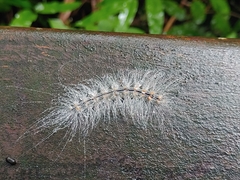 Chrysaeglia magnifica