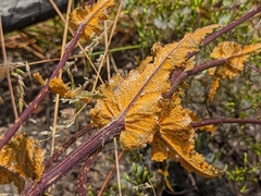 Coleosporium