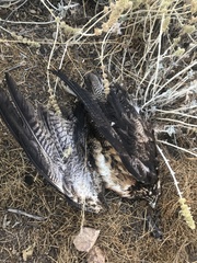 Geranoaetus melanoleucus australis