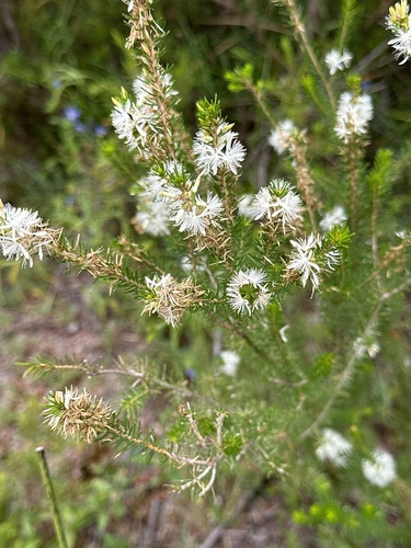 Calytrix hirta, photograph 6