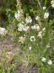 Calytrix hirta, photograph (c) Rosario Douglas, some rights reserved (CC BY)