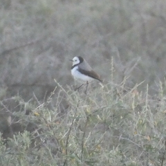 Epthianura albifrons