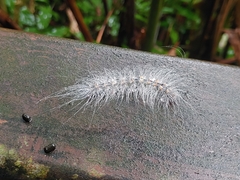 Chrysaeglia magnifica