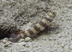 Amblyeleotris wheeleri