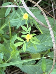 Stylosanthes