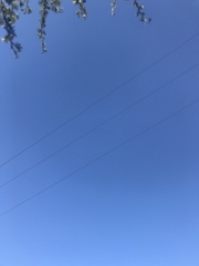 Geranoaetus melanoleucus australis