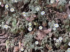 Erigeron karvinskianus