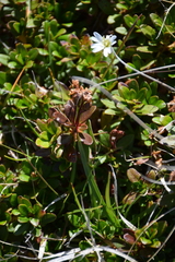 Rhododendron myrtifolium