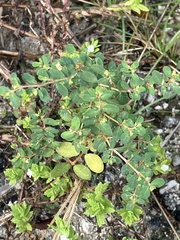 Euphorbia blodgettii