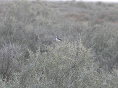 Epthianura albifrons