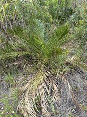 Macrozamia riedlei
