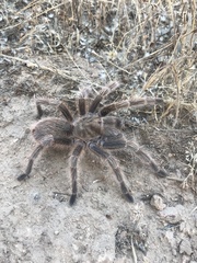 Grammostola rosea