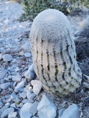 Echinocereus pectinatus pectinatus
