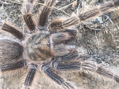 Grammostola rosea