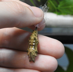 Polygonia interrogationis