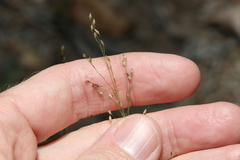 Panicum effusum