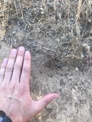 Grammostola rosea