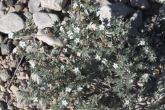 Euploca confertifolia