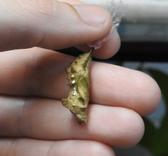 Polygonia interrogationis