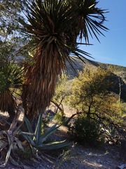 Yucca carnerosana
