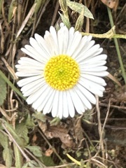 Erigeron karvinskianus