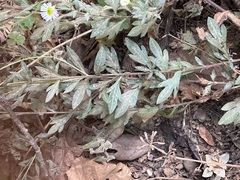 Erigeron karvinskianus