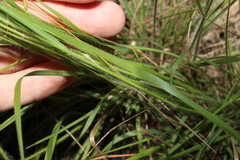 Panicum effusum