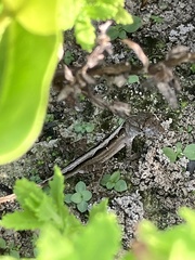 Anolis sagrei