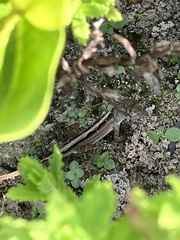 Anolis sagrei