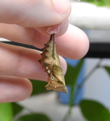 Polygonia interrogationis
