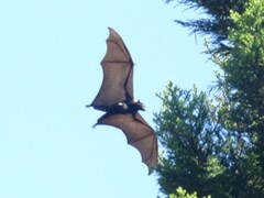 Pteropus alecto