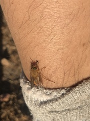 Parosca viridiventris