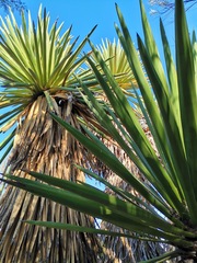 Yucca carnerosana