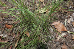Panicum effusum